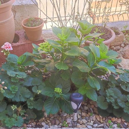 Apartman Campo シベニク エクステリア 写真